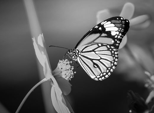 电话在线轰炸测试