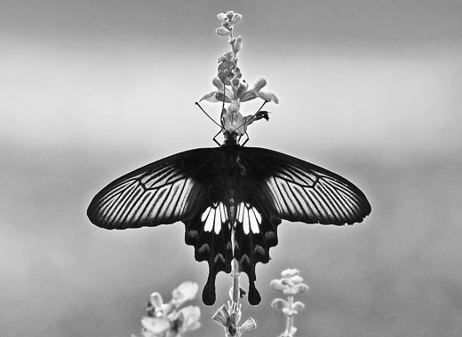 手机号在线轰炸测试